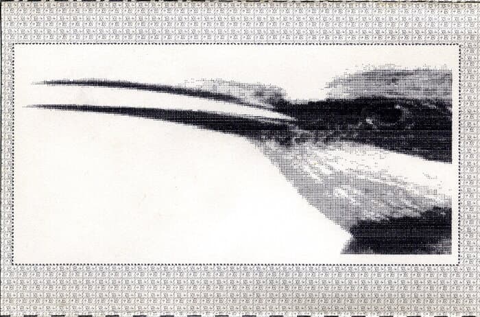 Memorial for the Bee-Eater - Birds and Borders Project