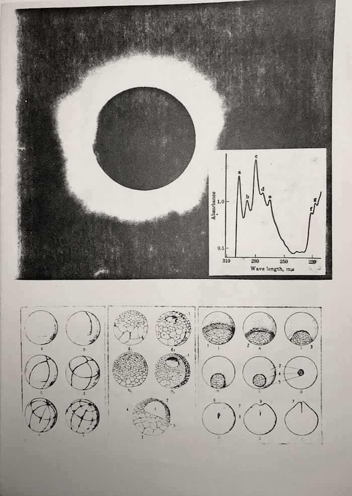The Fog Horn