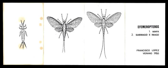 Efemeropteros (C1)