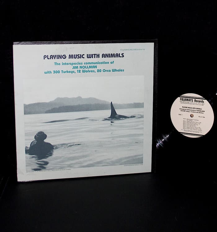 Playing Music With Animals: The Interspecies Communication Of Jim Nollman With 300 Turkeys, 12 Wolves, 20 Orca Whales
